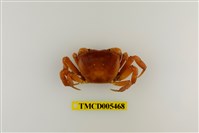 藏品(顯著表方蟹)的圖片